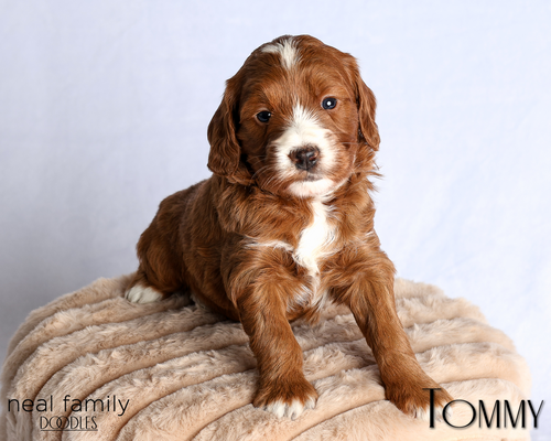 Tommy (Yellow Collar)