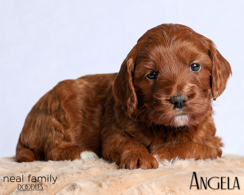 Angela (White Collar)