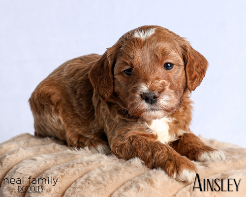 Ainsley (Mint Green Collar)
