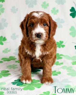 Tommy (Yellow Collar) "Charley"