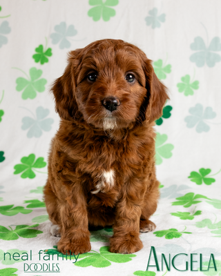 Angela (White Collar)