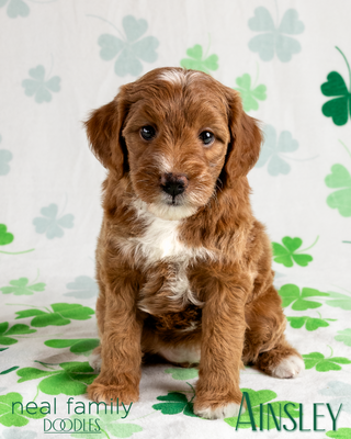 Ainsley (Mint Green Collar)