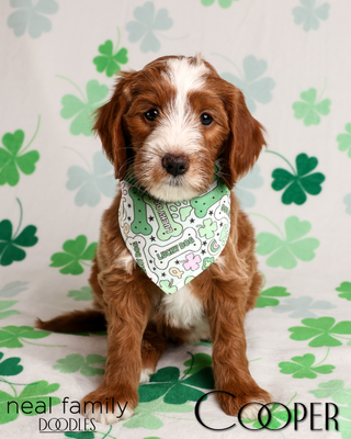 Cooper (Blue Collar)