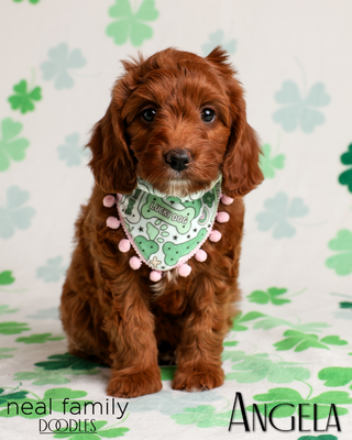 Angela (White Collar)