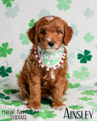 Ainsley (Mint Green Collar)