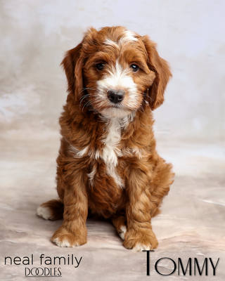 Tommy (Yellow Collar) "Charley"