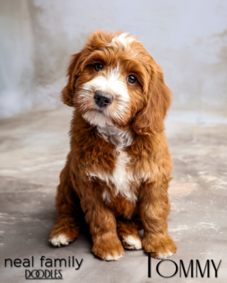 Tommy (Yellow Collar) "Charley"