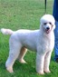 Backwater Doodles Knox (Poodle)