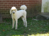 Family Affair's Journey to Rouge (Poodle)