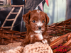 Breeding Program Prospect (Neal Family Doodles Maggie Mae)