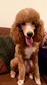 French Creek Doodles Cooper (Poodle)