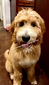 Macy (Forever Poodle Doodles) F1b Standard