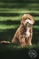 Teddy (Shining Star Doodles' Teddy)