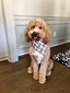 Oliver (Copper Doodles' Oliver Jay (GD))