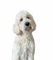 Apple (Sac River Goldendoodles' Tabz Fiona Apple)