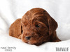 Breeder Pick 2 (Twinkle (Mint))