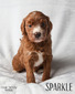 Neal Family Doodles' Glitterpaws Puppy Sparkle