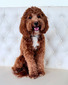 Whiskey  (Southern Doodle Boys Whiskey Wallen)