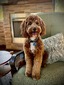 Whiskey  (Southern Doodle Boys Whiskey Wallen)