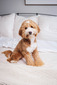 Theo (New Doods on the Block Theo)