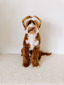 The Doodle Cove’s Laker